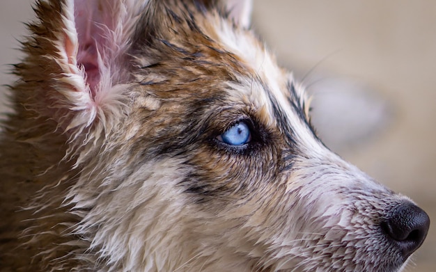 CHIEN HUSKY SIBERIEN MOUILLÉ