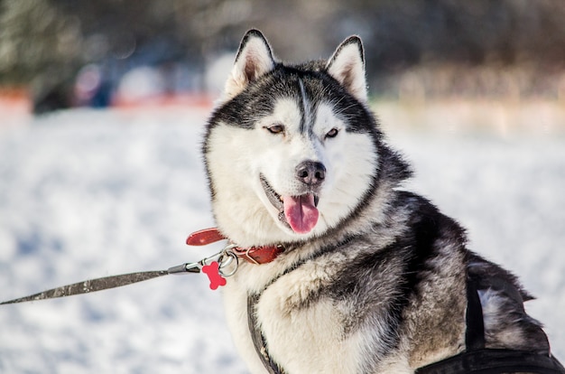 Chien Husky Sibérien regarde autour de lui.