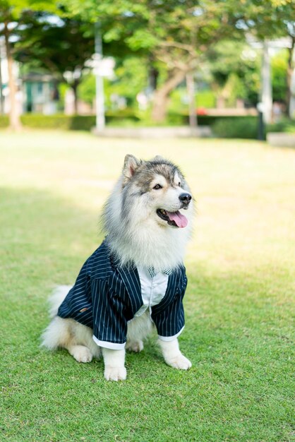 Chien husky sibérien avec des vêtements