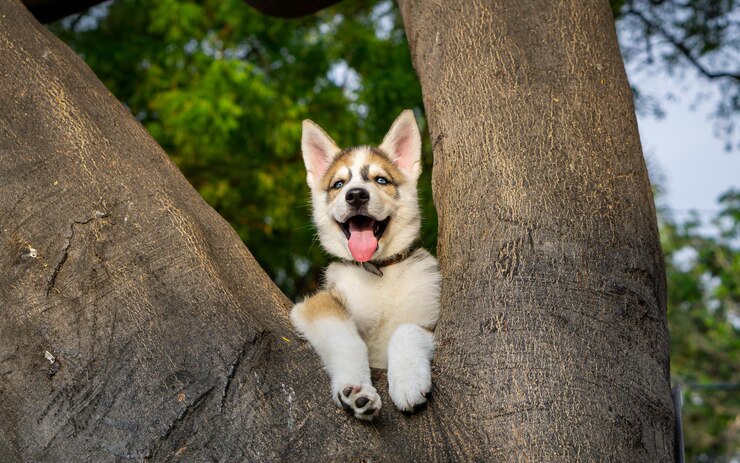 CHIEN HUSKY SIBÉRIEN