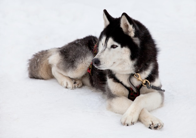 chien husky