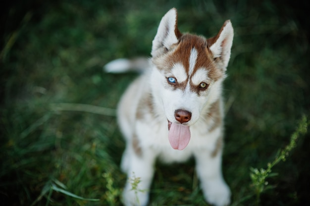 chien husky