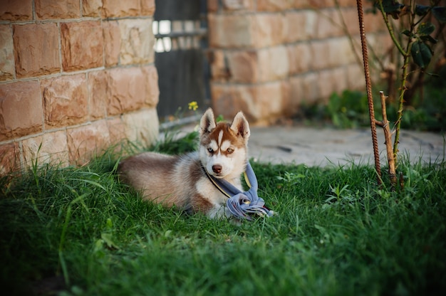 chien husky