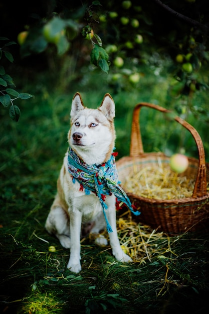 chien husky