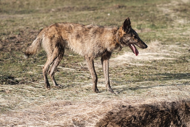 Un chien hyenacolored sauvage se tient dans un champ au printemps Coucher du soleil