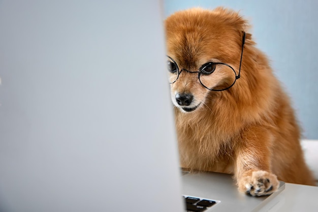 Le chien intelligent du Spitz allemand travaille sur un ordinateur dans un bureau moderne