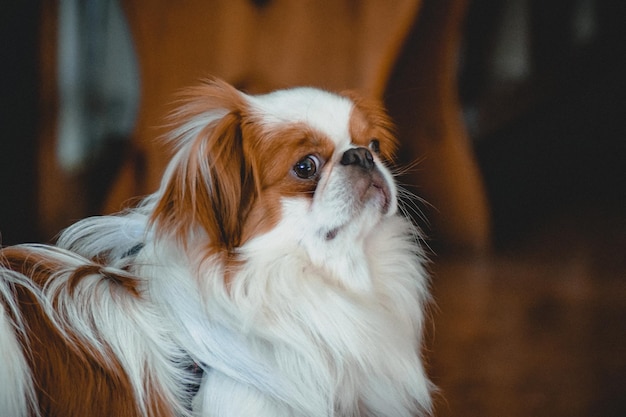 Photo chien intéressant