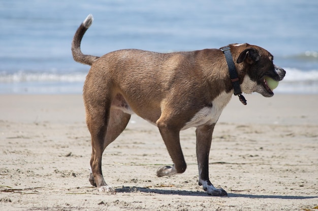 Chien isolé marchant dans le sable à la plage de chien