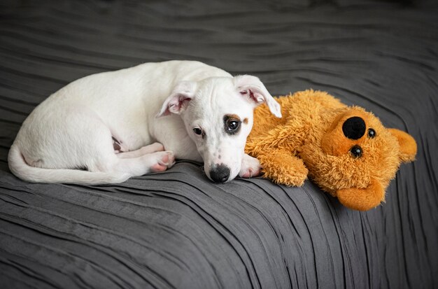 Chien Jack Russel terrier blanc avec ours en peluche