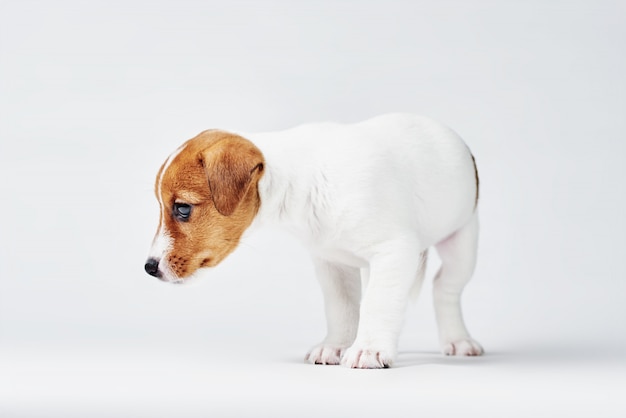 Chien Jack russel terrier sur fond blanc