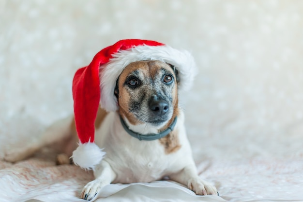 Chien Jack Russell adulte avec bonnet de noel allongé sur fond blanc et regardant la caméra