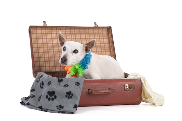 Chien Jack Russell dans une valise