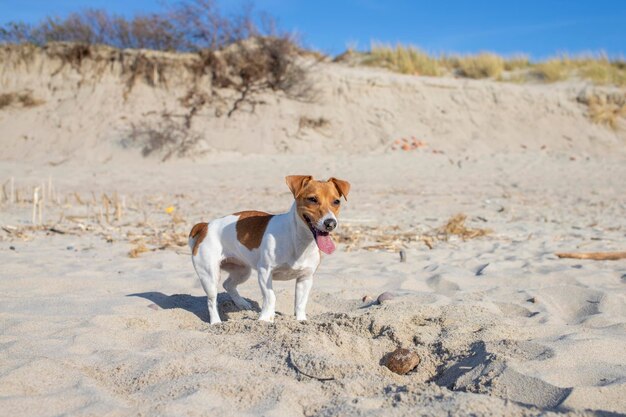 Le chien Jack Russell Terier sur la plage