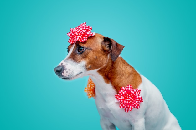 Chien Jack Russell Terrier avec arc sur mur bleu.