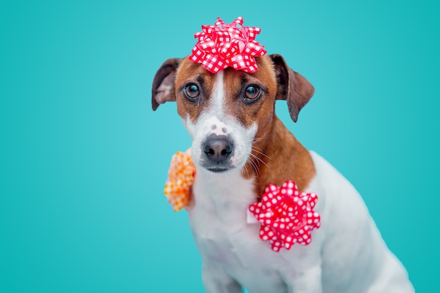 Chien Jack Russell Terrier avec arc sur mur bleu.