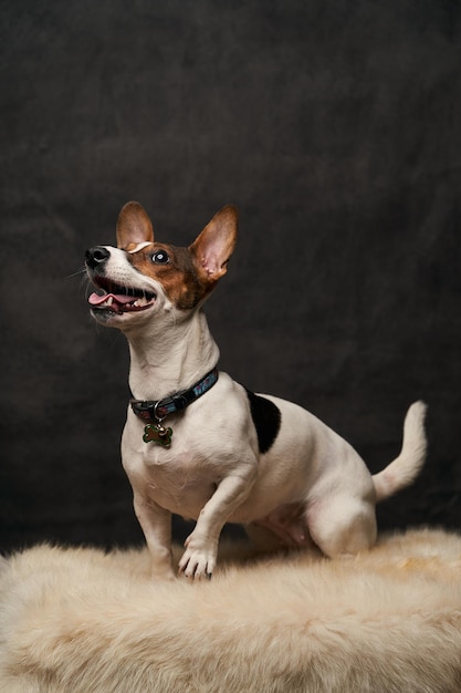 Chien Jack Russell Terrier assis sur une fourrure blanche. Portrait de Jack Russell Terrier sur fond sombre