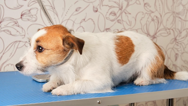 Le chien Jack Russell Terrier attaché avec un anneau sur la table de toilettage se trouve sur la table de toilettage