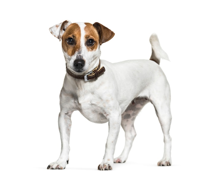 Photo chien jack russell terrier debout, isolé
