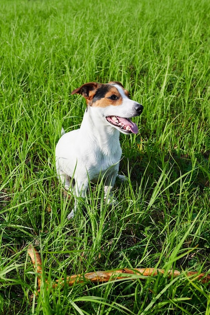 Le chien Jack Russell Terrier est assis dans la haute herbe verte par une journée ensoleillée