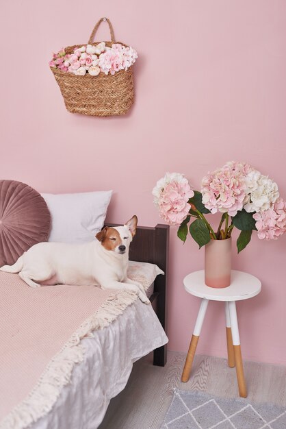 Chien Jack Russell Terrier sur lit à l'intérieur de rose. Concept d'hôtel pour les animaux