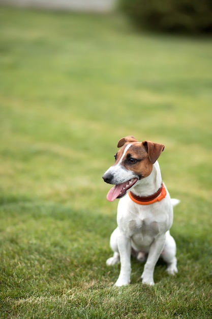 chien jack russell terrier marche sur l'herbe verte