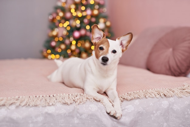 Chien Jack Russell Terrier de Noël. Concept d'hôtel pour les animaux.