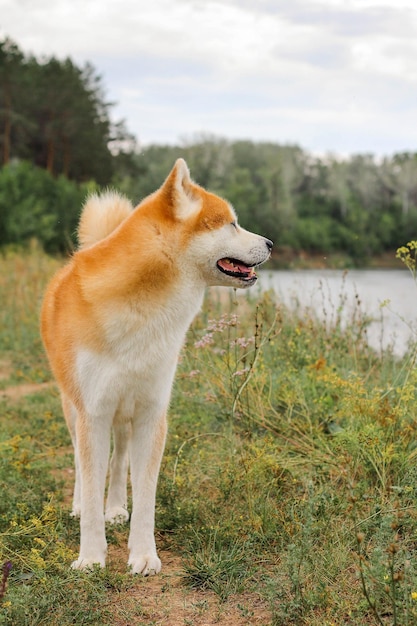 Chien japonais de race mâle Akita inu