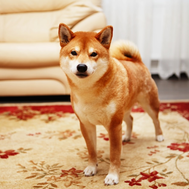 Chien japonais Shiba Inu dans la grande maison