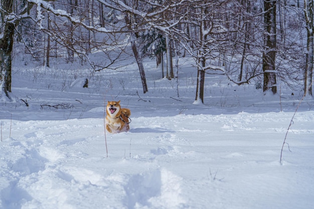 Le chien japonais shiba inu joue dans la neige en hiver