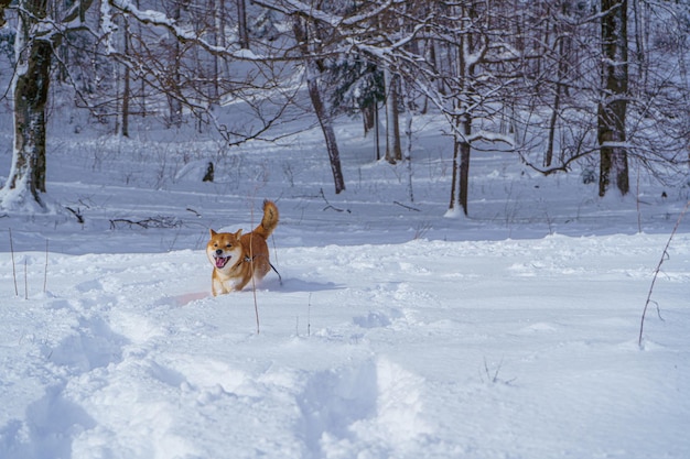 Le chien japonais shiba inu joue dans la neige en hiver