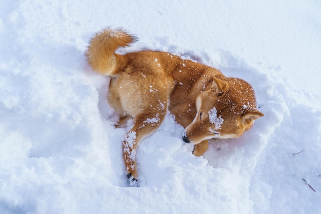 Le chien japonais shiba inu joue dans la neige en hiver