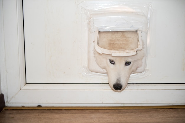 Chien jetant un coup d'oeil par la fenêtre d'ouverture de porte