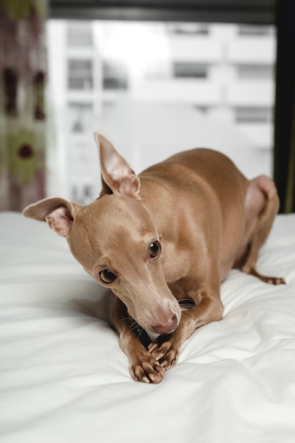 Chien jouant au lit