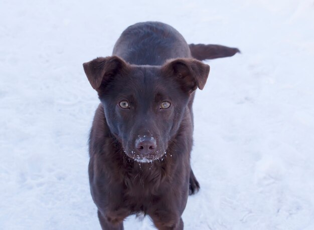 Chien jouant dehors