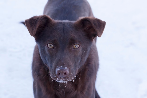 Chien jouant dehors