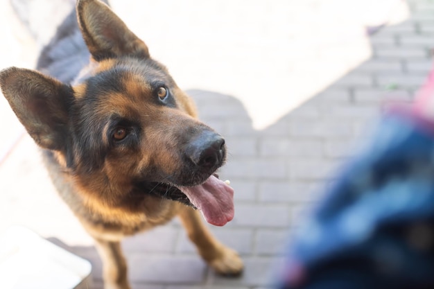 Chien jouant à l'extérieur sourit. Chien curieux regardant la caméra. Gros plan d'une jeune tête de chien de race mixte à l'extérieur dans la nature qui sort sa langue. Chien bâtard sans abri en attente d'un nouveau propriétaire.