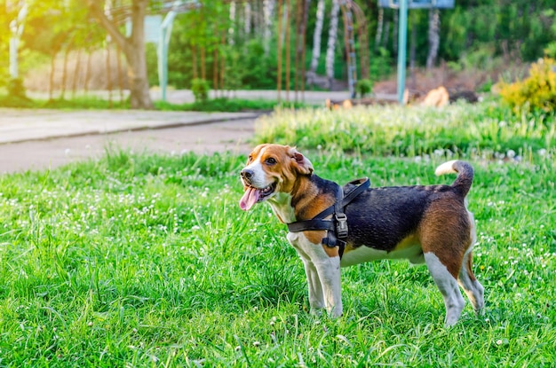 Chien jouant sur l'herbe verte