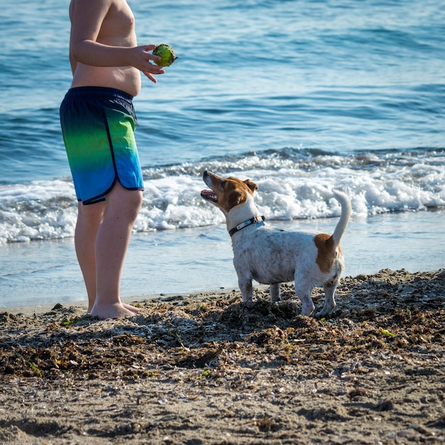 Chien jouant sur la plage