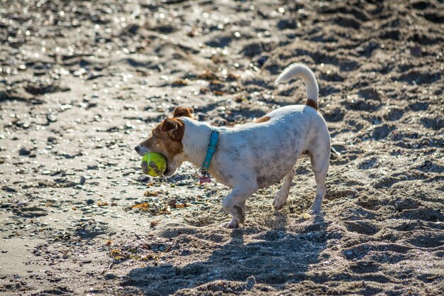 Chien jouant sur la plage