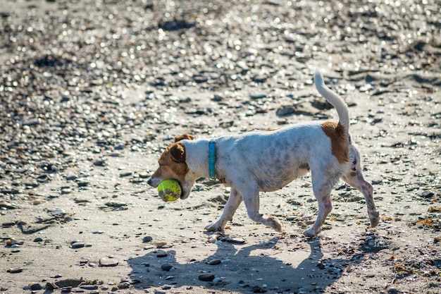 Chien jouant sur la plage