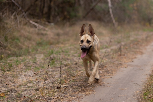 Le chien joue avec un bâton dans la forêt