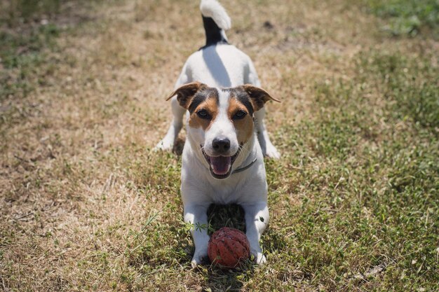 Le chien joue avec une boule sur l'herbe