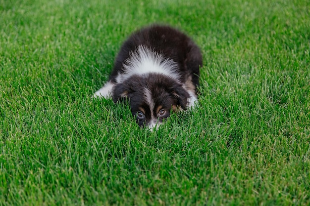 Un chien joue dans l'herbe et regarde la caméra.