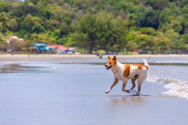 Le chien joue sur la plage.