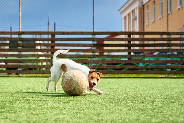 Chien jouer avec un ballon de football sur l'herbe verte