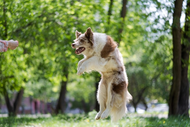 Chien joyeux sautant sur un pré vert. Un chien blanc avec des taches brunes dans un saut. Formation d'animaux de compagnie.