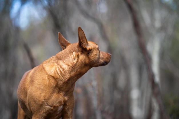 chien kelpie dans la brousse australienne dans un parc dans des arbres indigènes en Australie