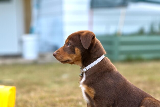 Le chien Kelpie est un chiot mignon, un chien de travail australien.