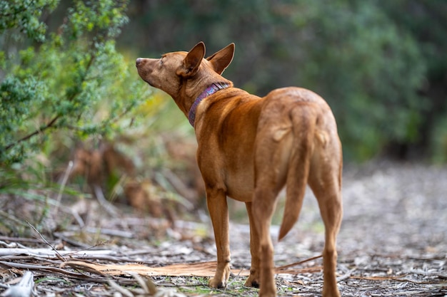 chien kelpie sans laisse dans la brousse dans un sentier en Amérique