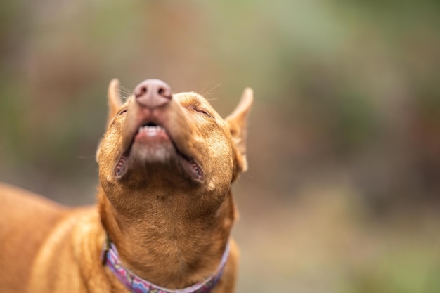 Chien Kelpie sans laisse dans la brousse dans un sentier